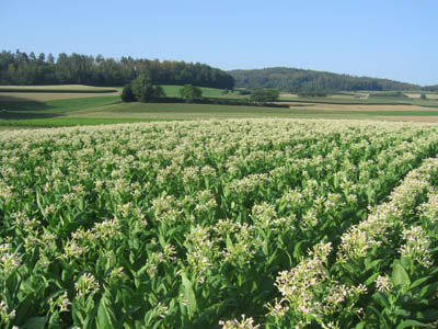 Cultivo de tabaco en Vaud (Suiza)