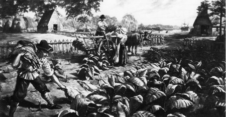 Cultivo de tabaco en Jamestown